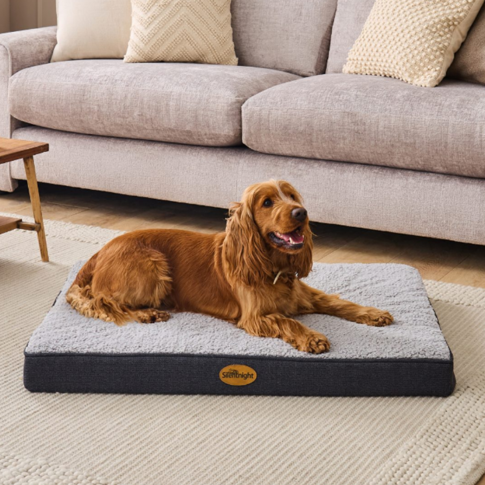 Dog sitting comfortably on a Silentnight pet bed